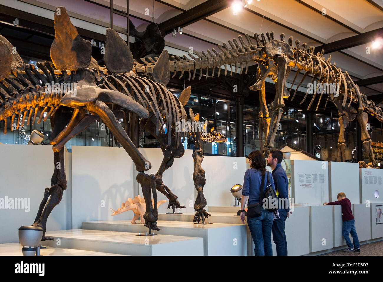 Des squelettes de dinosaures à la Dinosaur hall, Institut Royal des Sciences Naturelles de Belgique / Musée d'Histoire Naturelle, à Bruxelles Banque D'Images