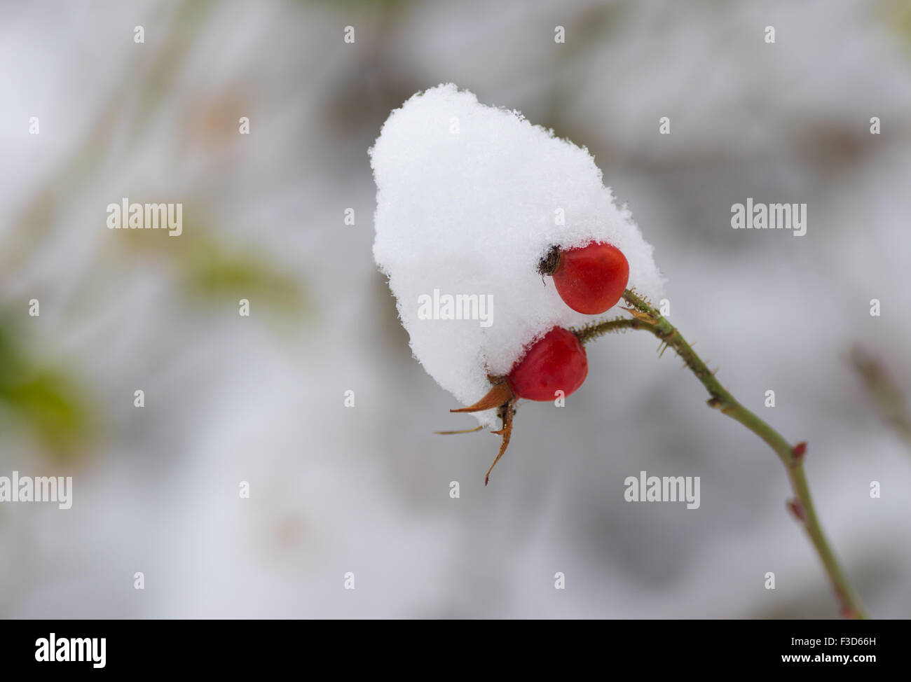 Petite branche de rose-canina (chien-rose) avec deux baies de fibres dans le cadre d'un cap neige Banque D'Images