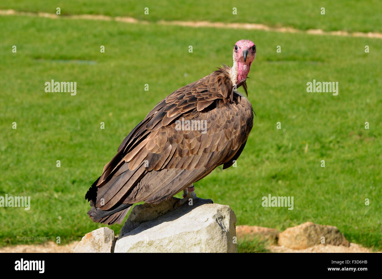 Une captive Hooded Vulture, Necrosyrtes monachus, un vautour à tête blanche typique avec une tête rose, un plumage brun grisâtre et de la hotte. Banque D'Images