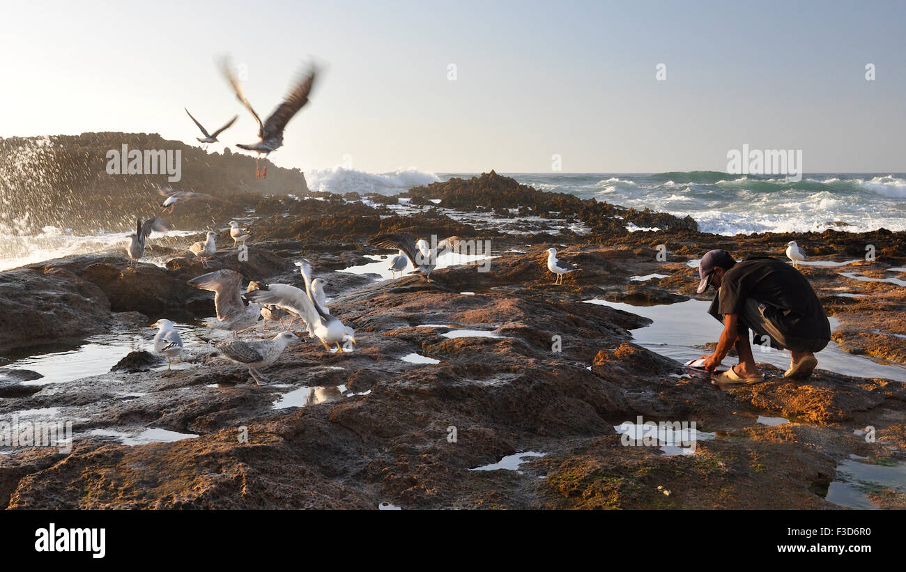 Les pêcheurs de poissons de nettoyage et l'alimentation des goélands (Larus) à Oualidia mer avec une mer de l'Atlantique dans la distance (El Jadida, Maroc) Banque D'Images
