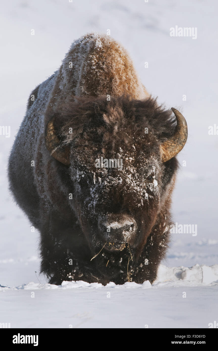 Un grand mâle bison dans le Parc National de Yellowstone. Banque D'Images