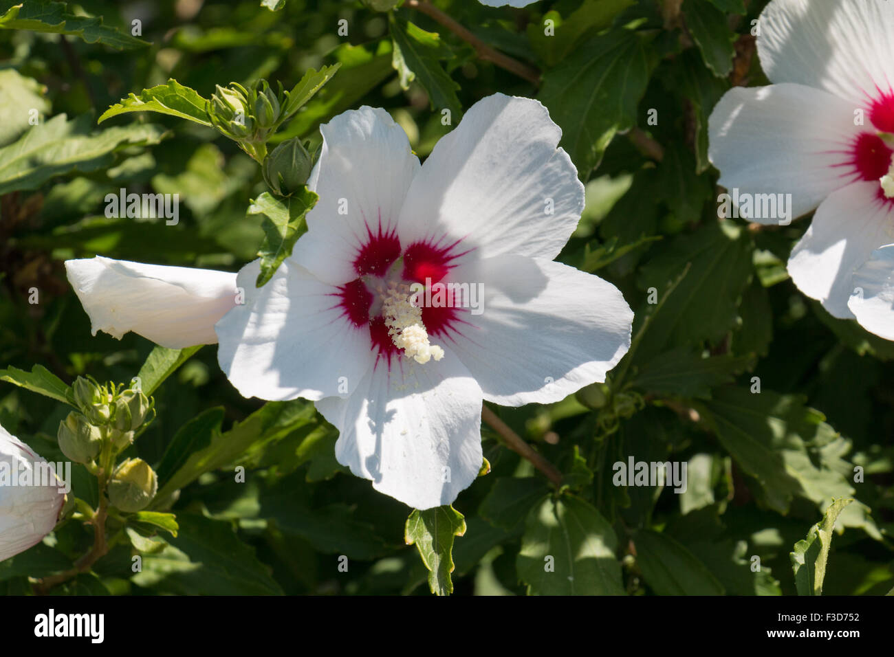 Fleur d'hibiscus blanc avec un cœur rouge Banque D'Images