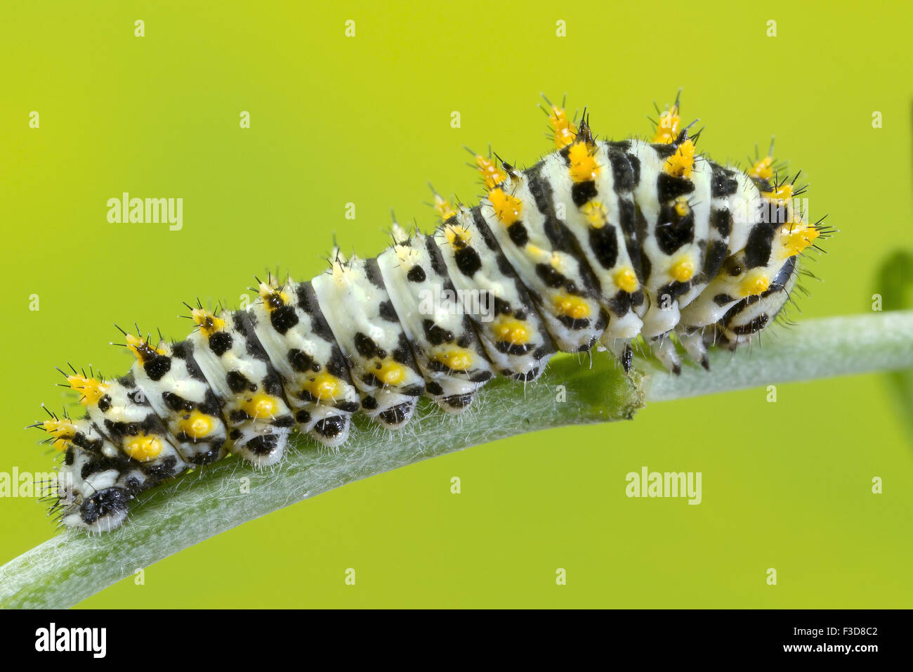 Caterpillar machaon à un stade très précoce. Banque D'Images