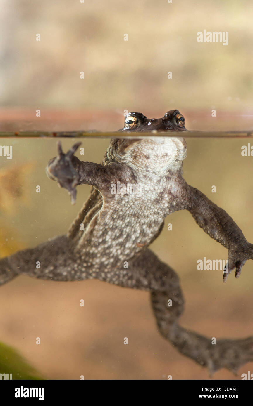 Crapaud commun (Bufo bufo) natation Banque D'Images