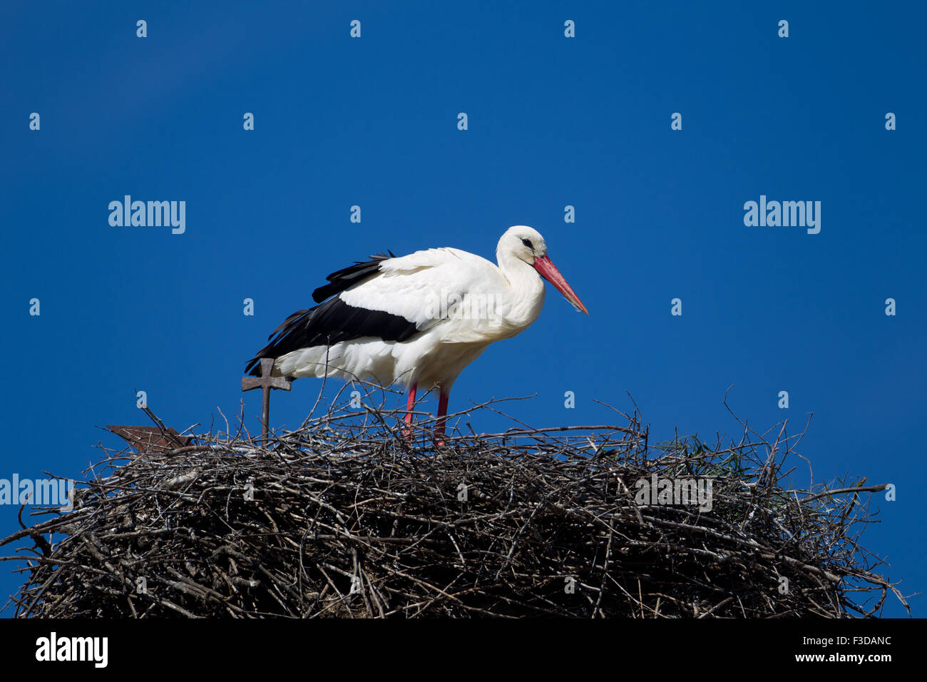 European Cigogne Blanche (Ciconia ciconia) perché sur son nid, l'Estrémadure, Espagne Banque D'Images