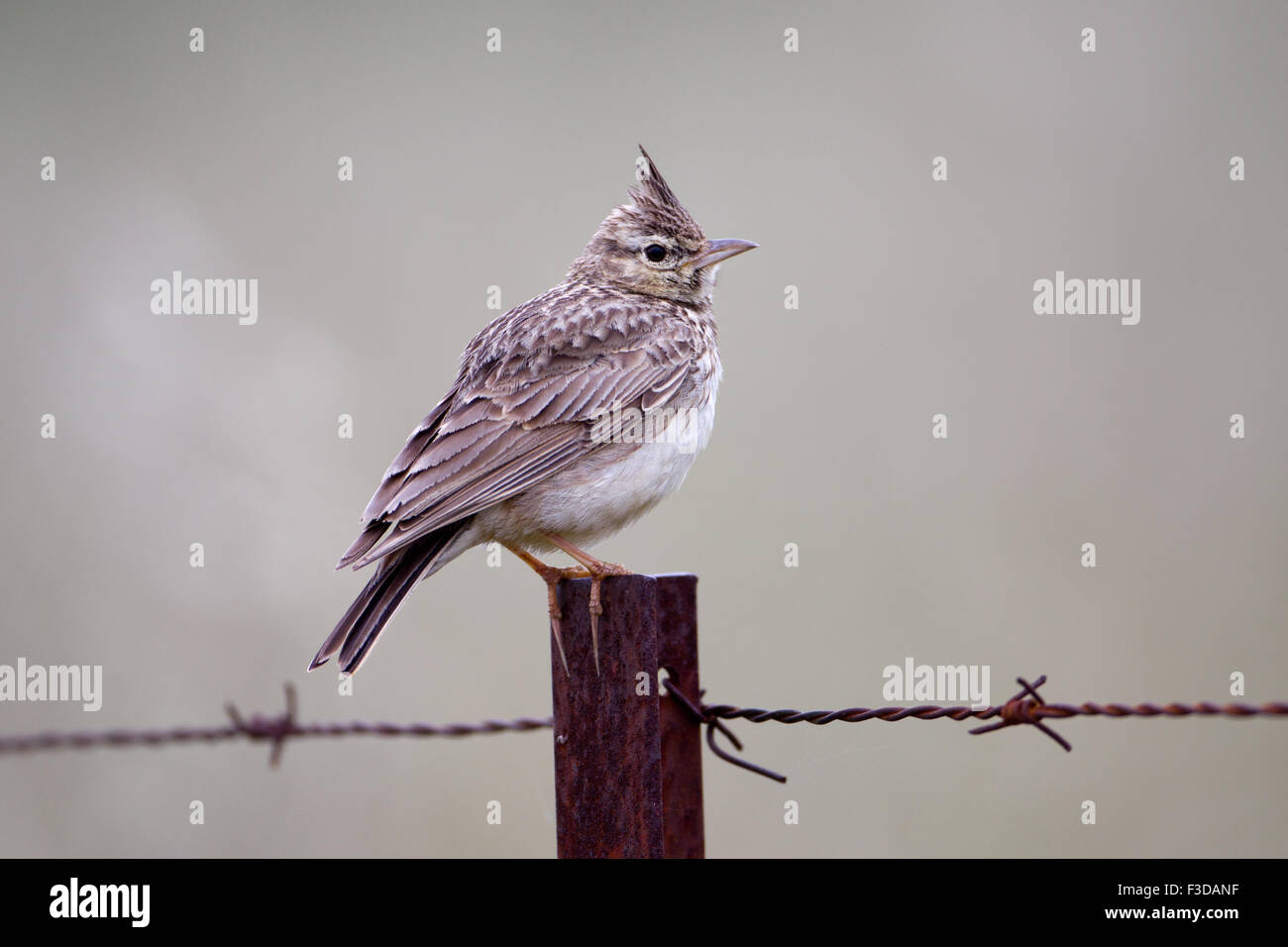 (Galerida cristata Crested Lark), l'Estrémadure, Espagne Banque D'Images