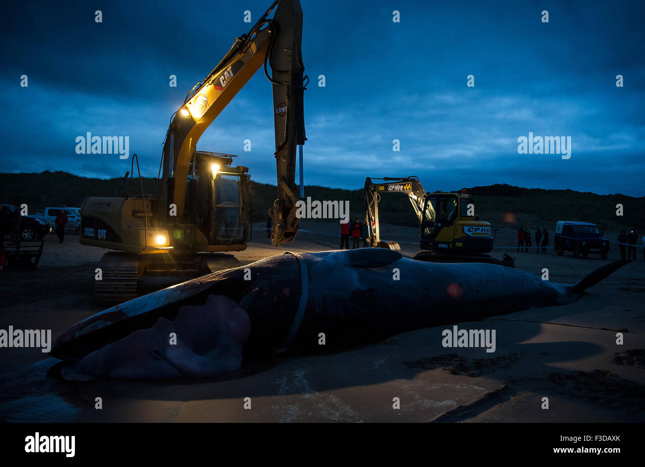 Portstewart strand, Derry, Irlande du Nord. 5 octobre, 2015. Le petit rorqual baleine échouée à Portstewart strand, Derry, Irlande du Nord Credit : James Hislop/Alamy Live News Banque D'Images