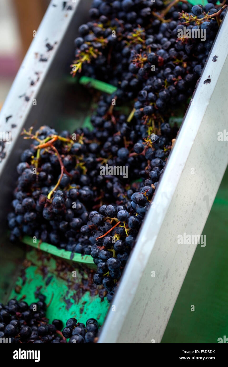 Le tri des raisins rouges dans une cave après la récolte Banque D'Images