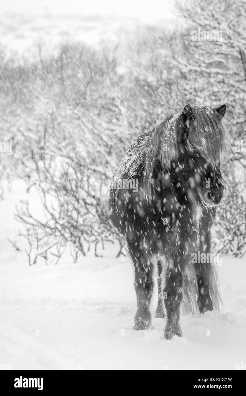 Cheval islandais en hiver Banque D'Images