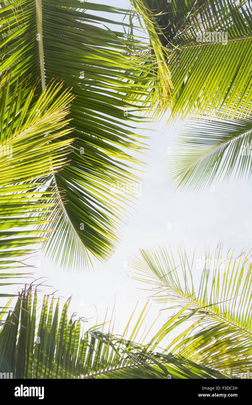 Les feuilles de palmier contre ciel clair Banque D'Images