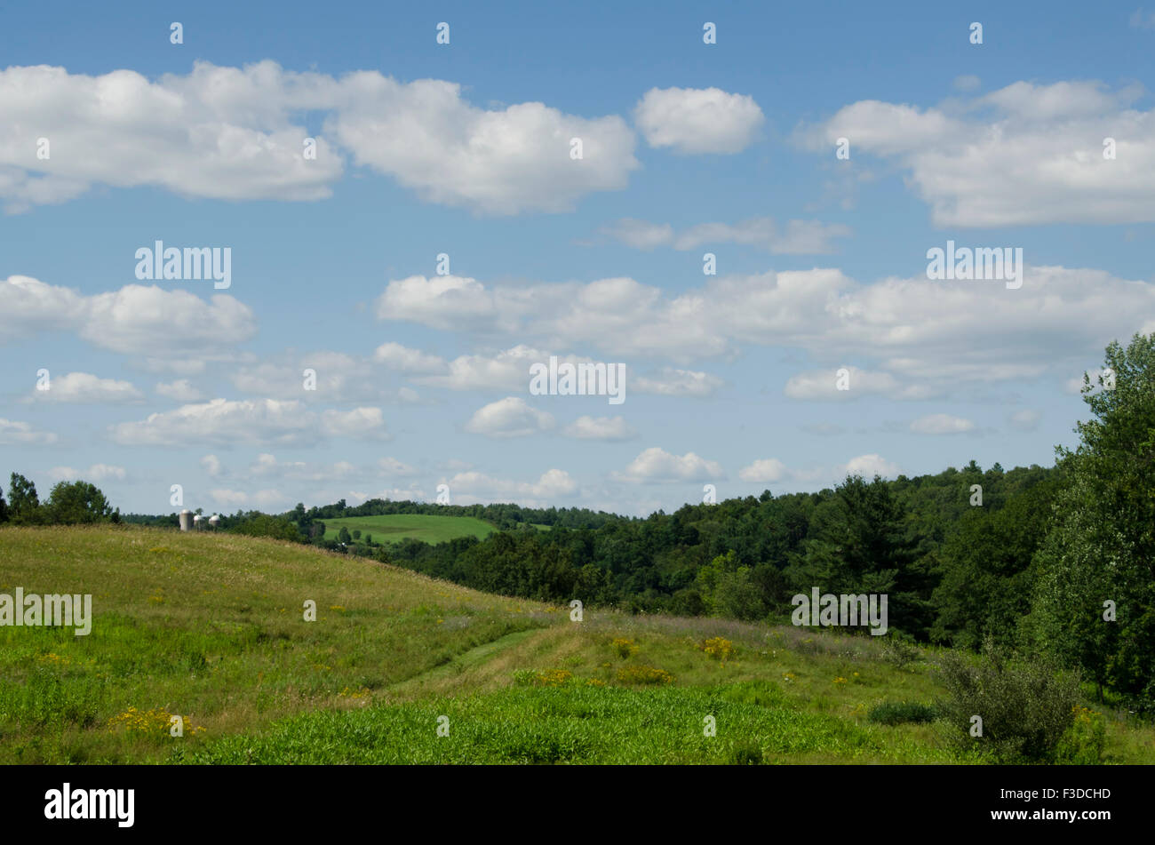 Pré vert Banque D'Images