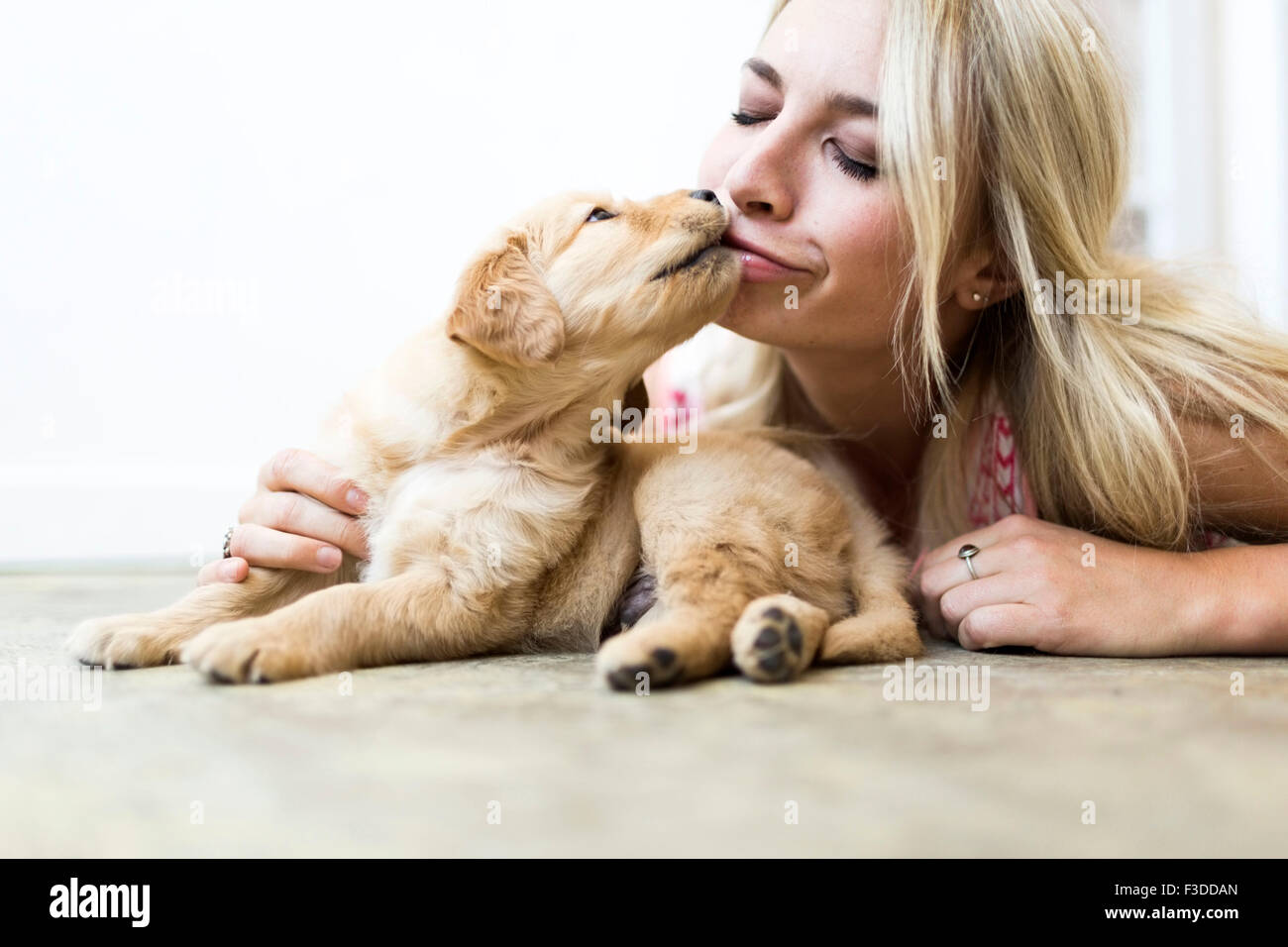 Baisers chiot Golden Retriever propriétaire Banque D'Images