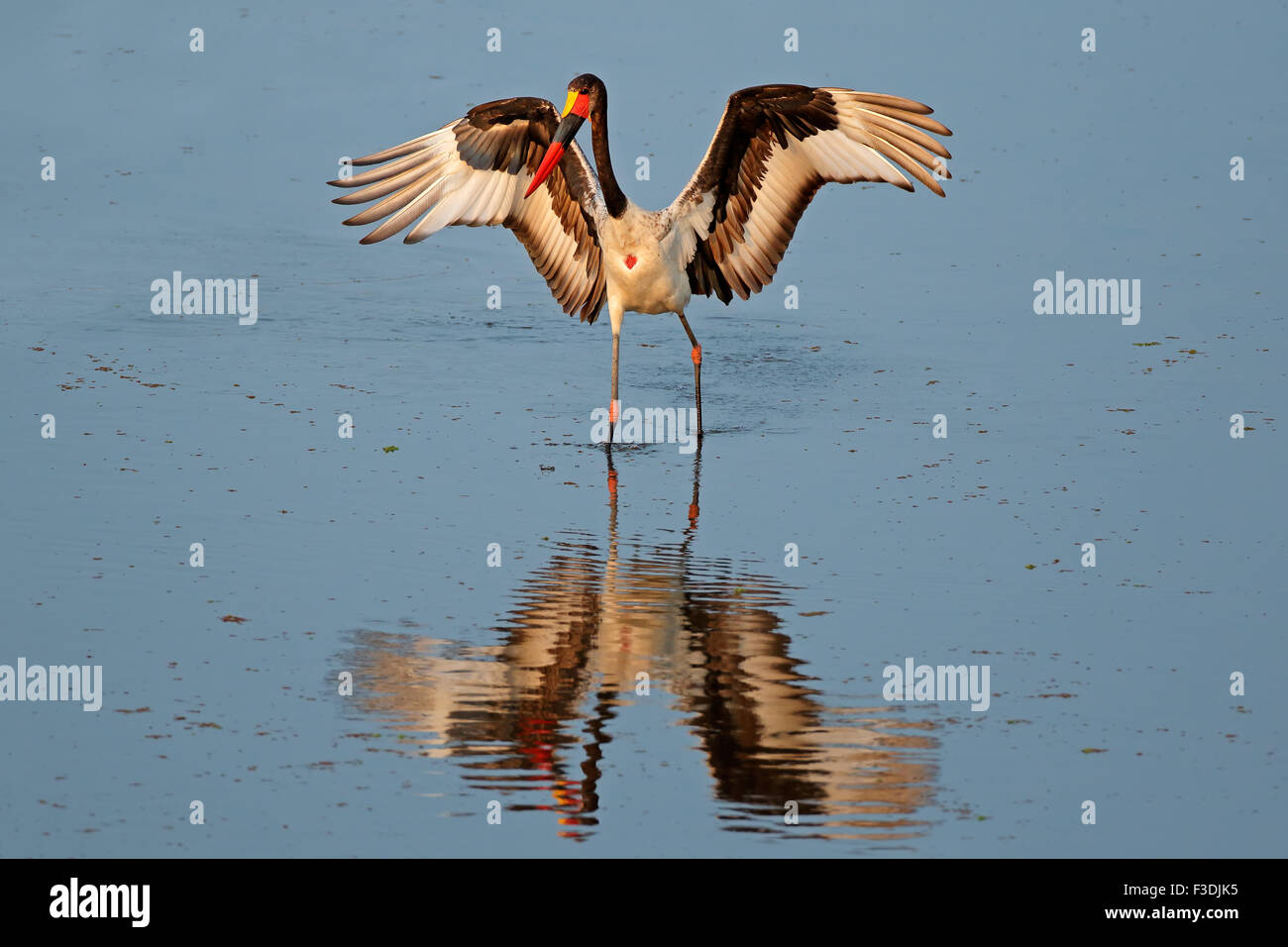Sadle-billed stork (Ephippiorhynchus senegalensis), Kruger National Park, Afrique du Sud Banque D'Images