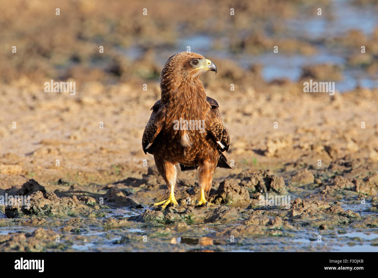 Yellow-kite (Milvus aegyptius) à un point d'eau, désert du Kalahari, Afrique du Sud Banque D'Images