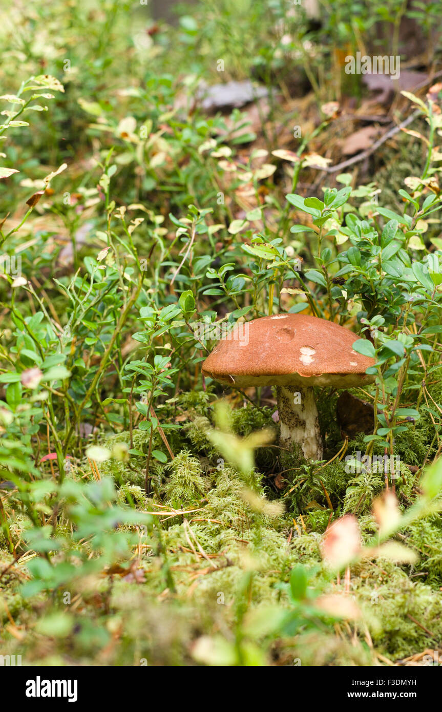 Orange-tasse le Leccinum aurantiacum (Boletus) en mousse verte Banque D'Images