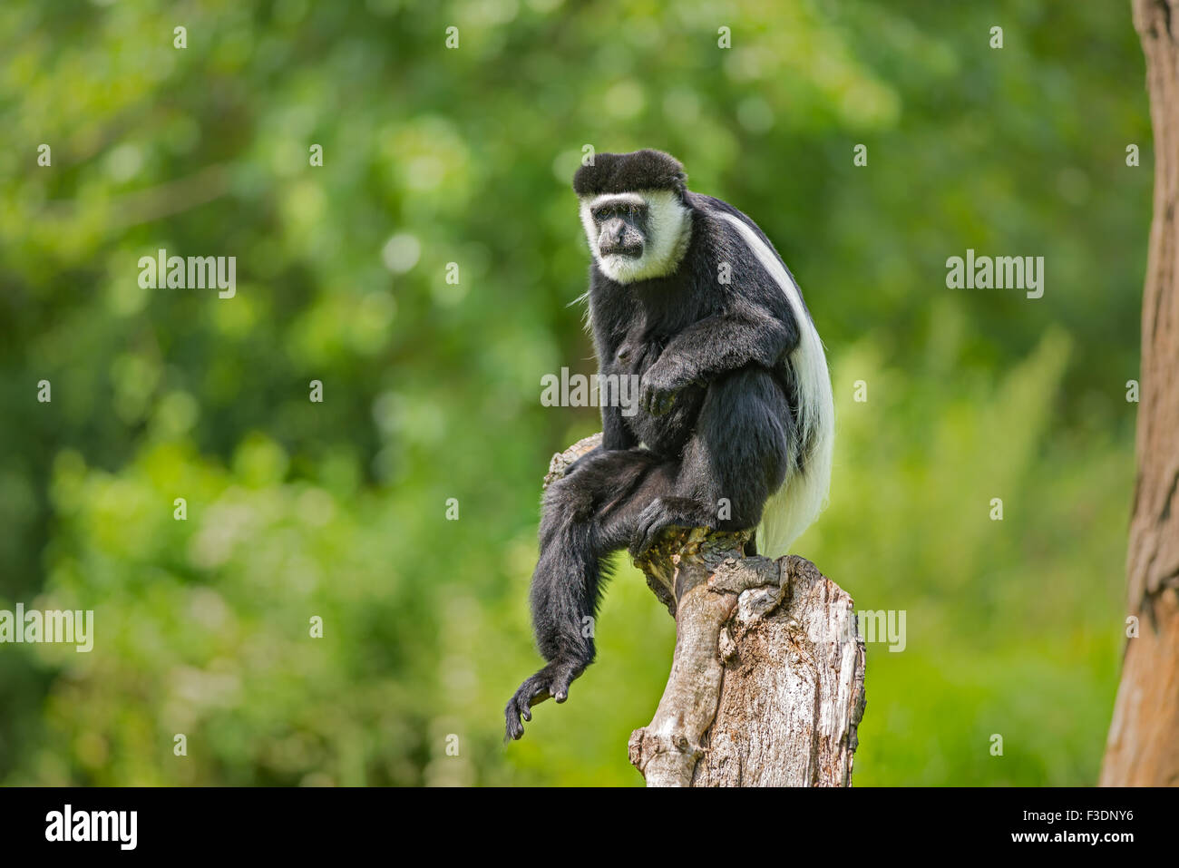 Guereza (Colobus guereza fuligineux) aussi connu comme le colobe guéreza Banque D'Images