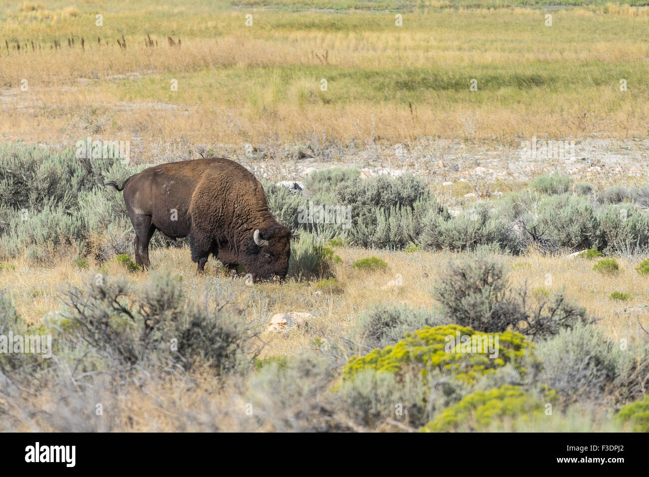 Bison (Bison bison), le pâturage, l'Antelope Island, Utah, USA Banque D'Images