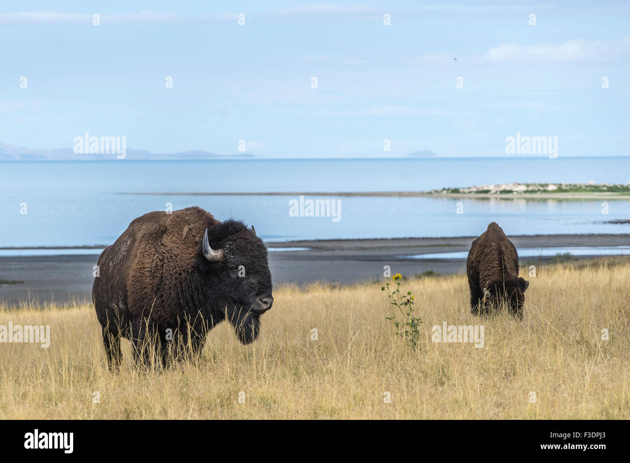 Bison (Bison bison) dans l'herbe, grand lac salé derrière, Antelope Island, Utah, USA Banque D'Images