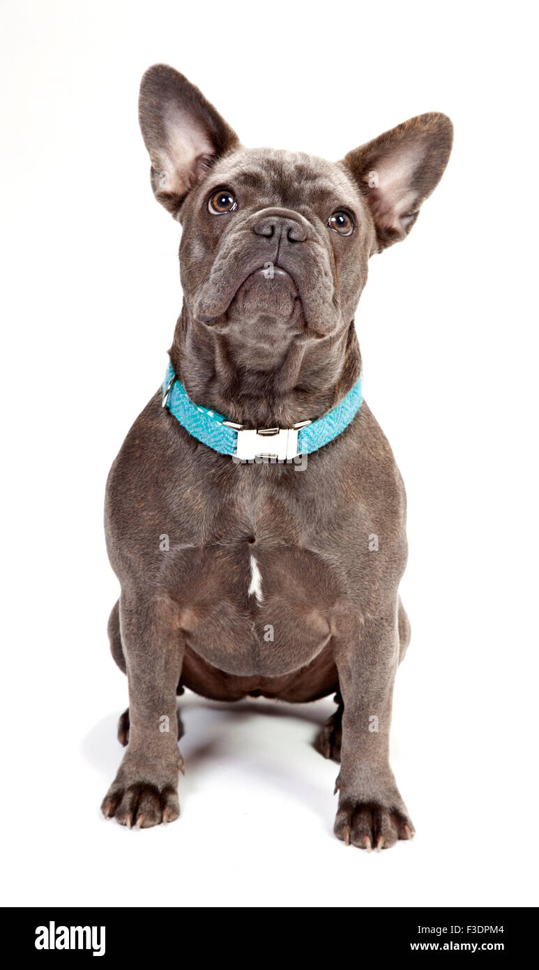 Bouledogue français à collier bleu Banque D'Images Bouledogue français à collier bleu Banque D'Images