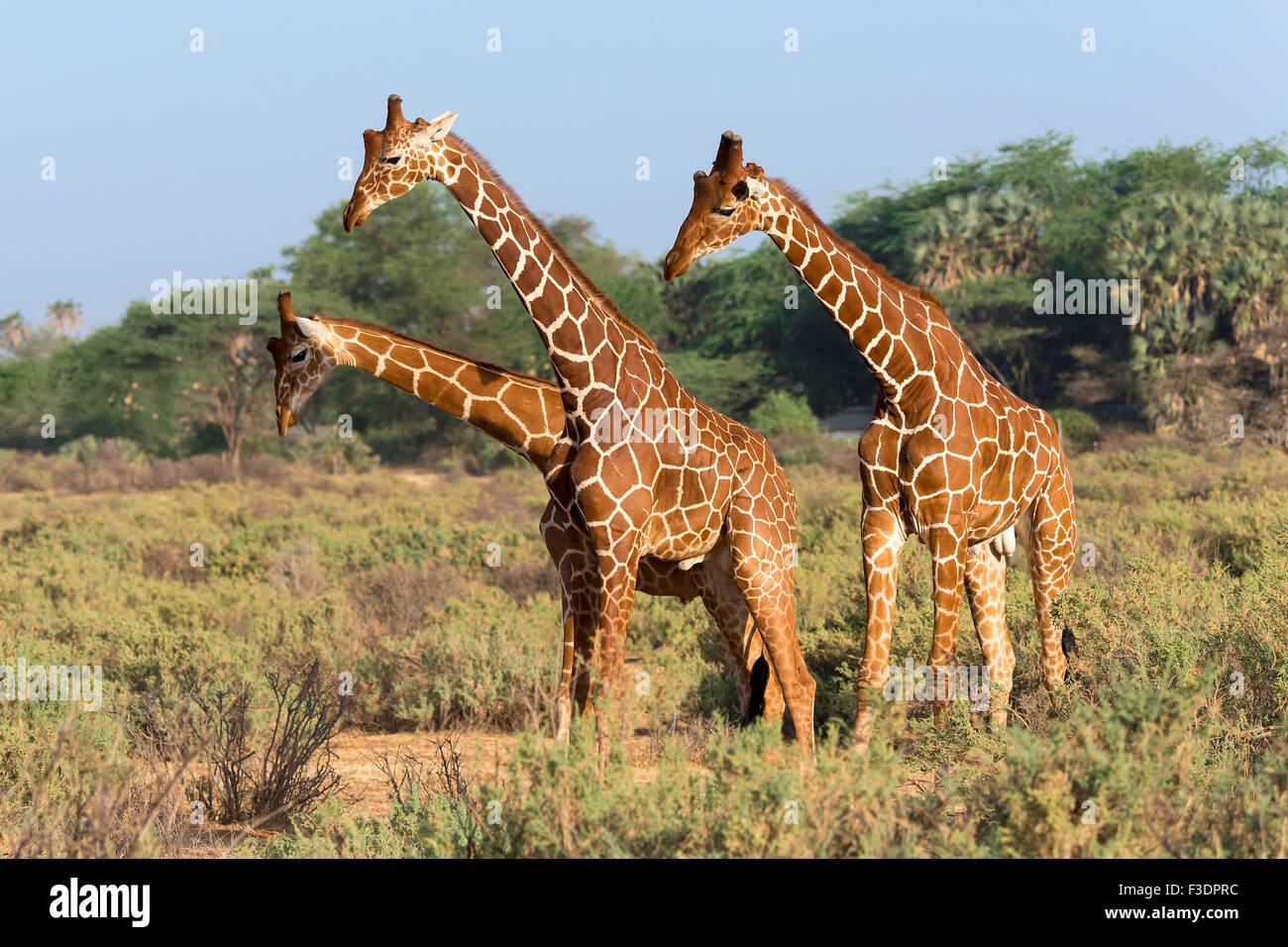 Trois girafes somaliens ou girafes Giraffa reticulata réticulée (girafe), Samburu National Reserve, Kenya Banque D'Images