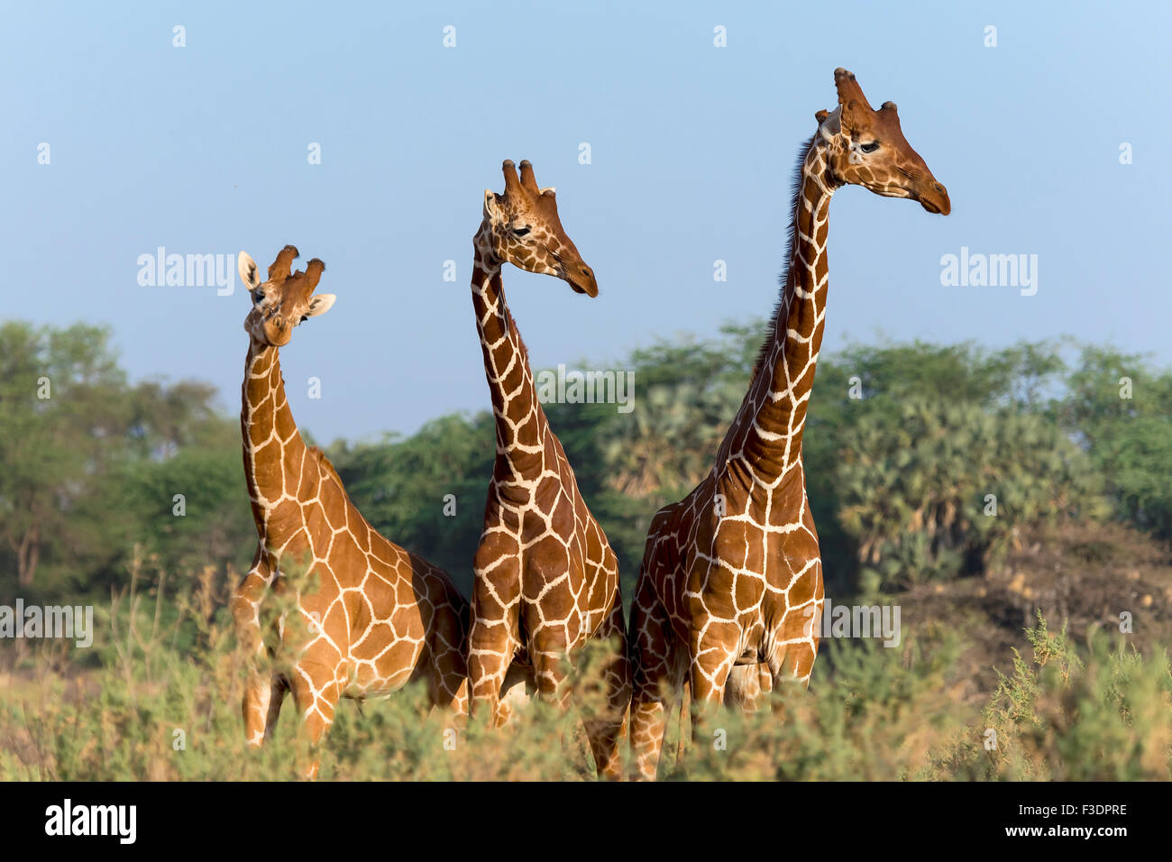 Trois girafes somaliens ou girafes Giraffa reticulata réticulée (girafe), Samburu National Reserve, Kenya Banque D'Images