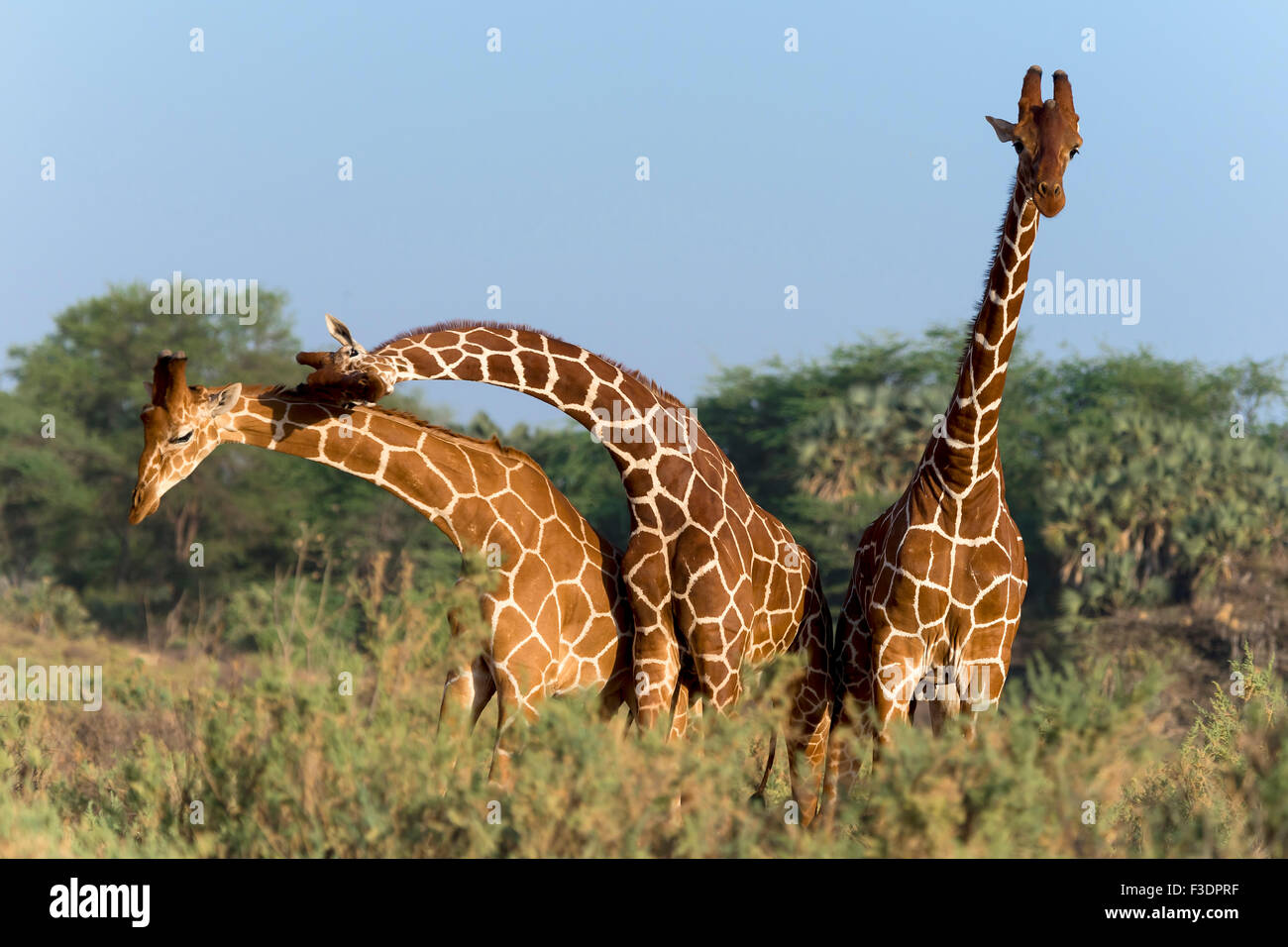 Trois girafes somaliens ou girafes Giraffa reticulata réticulée (girafe), Samburu National Reserve, Kenya Banque D'Images