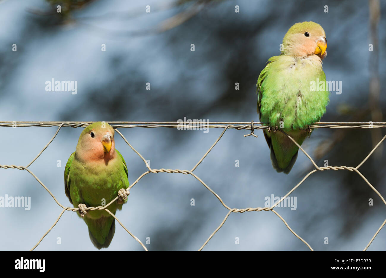 Rosy-faced les inséparables (Agapornis roseicollis), deux jeunes sur le grillage, au sud-est de la Namibie Banque D'Images