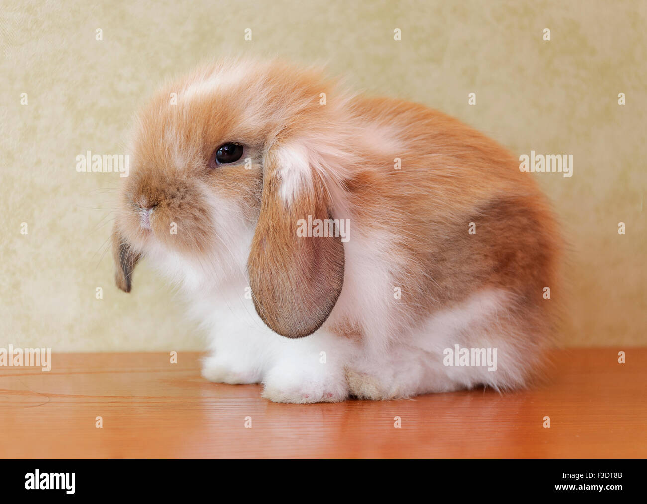 Bebe Lapin Belier Mignon Hibou Photo Stock Alamy