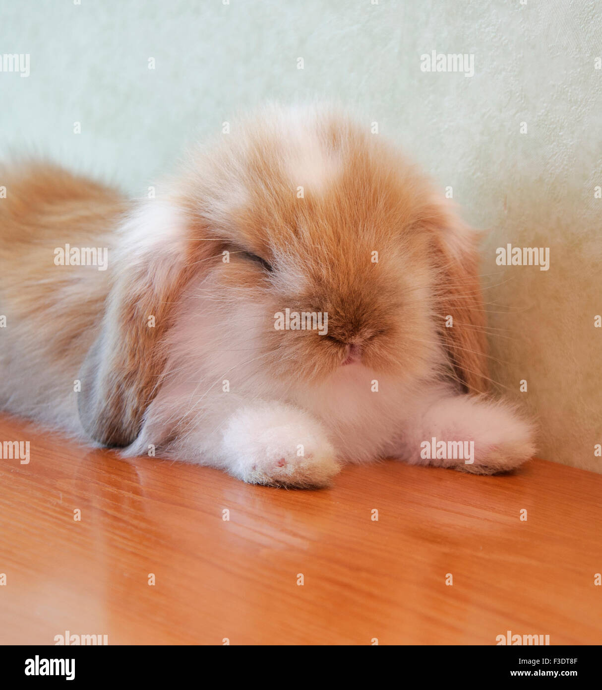 Bebe Lapin Belier Mignon Hibou Photo Stock Alamy Bebe Lapin Belier Mignon Hibou Photo Stock Alamy