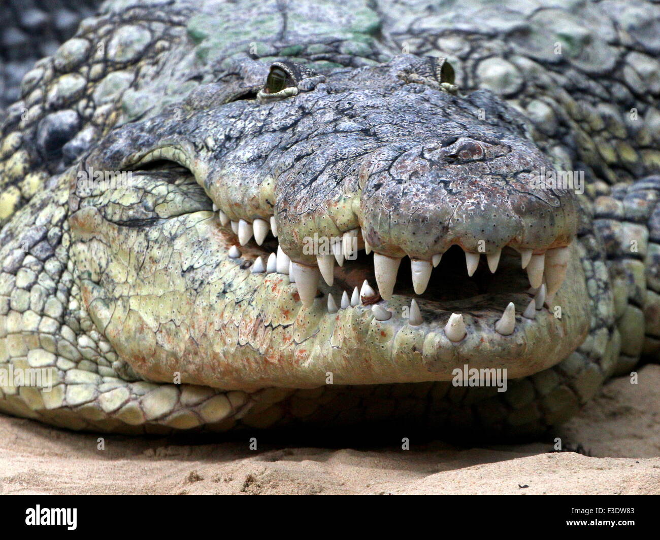 Le crocodile du Nil africains mature (Crocodylus niloticus) au soleil Banque D'Images