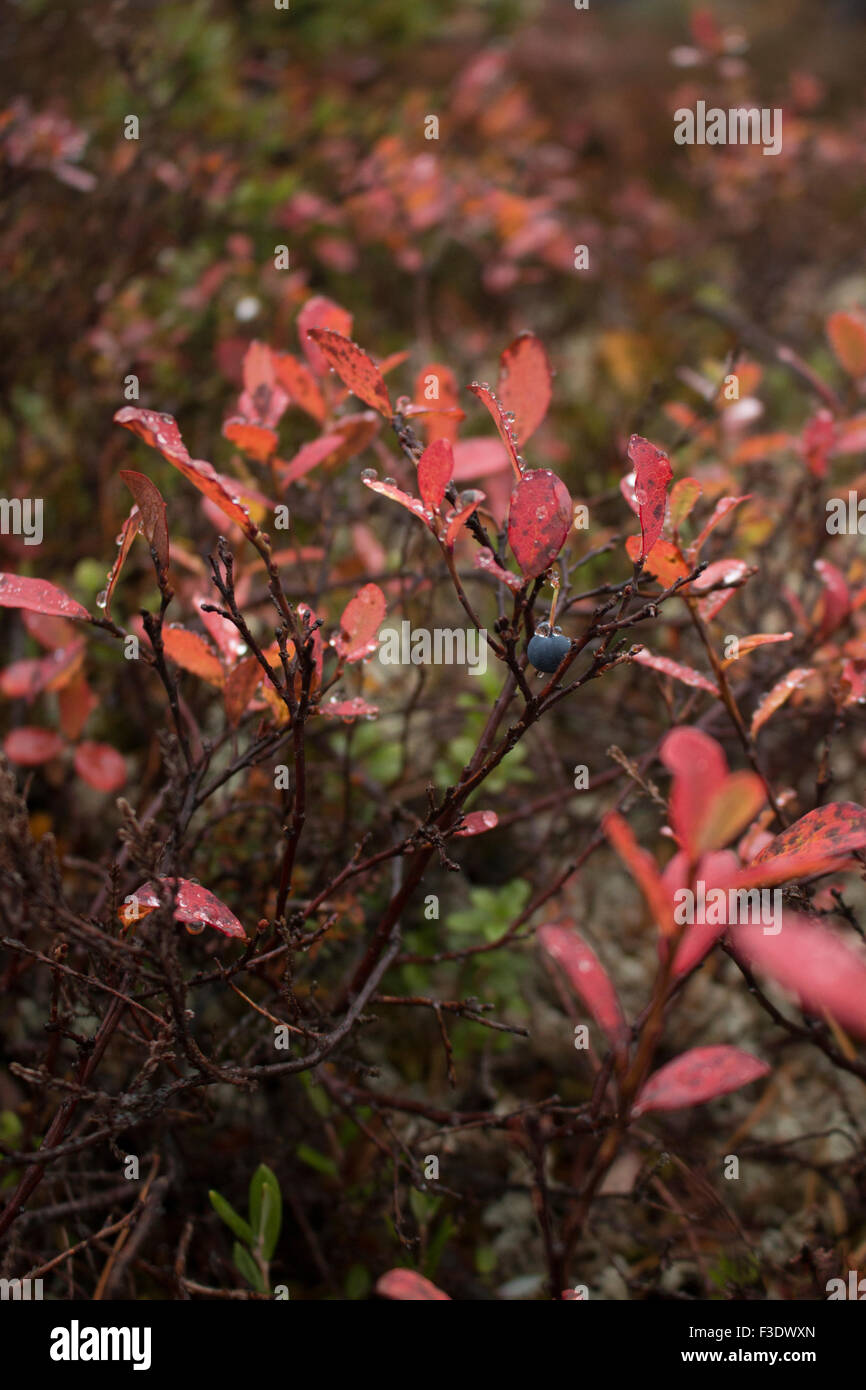 Heather rouge avec des gouttelettes d'eau Banque D'Images