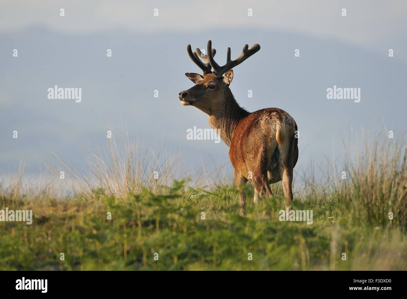 Red Deer (Cervus elaphus scoticus) en velours de cerf debout sur le sommet d'une colline à l'île de Mull printemps - Ecosse - UK Banque D'Images