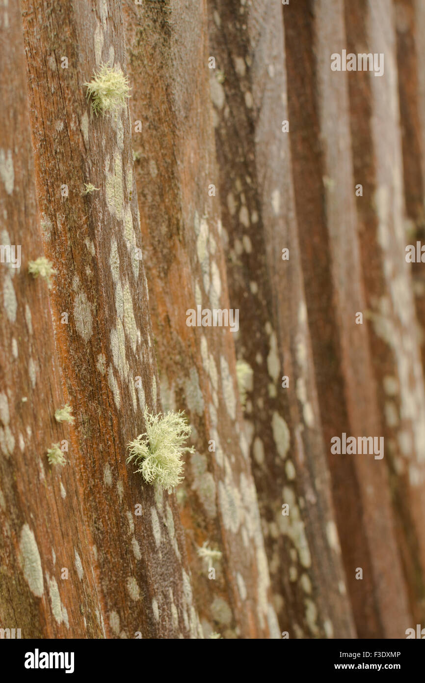 La croissance des lichens sur fauteuil de jardin en bois Meubles de salon Banque D'Images