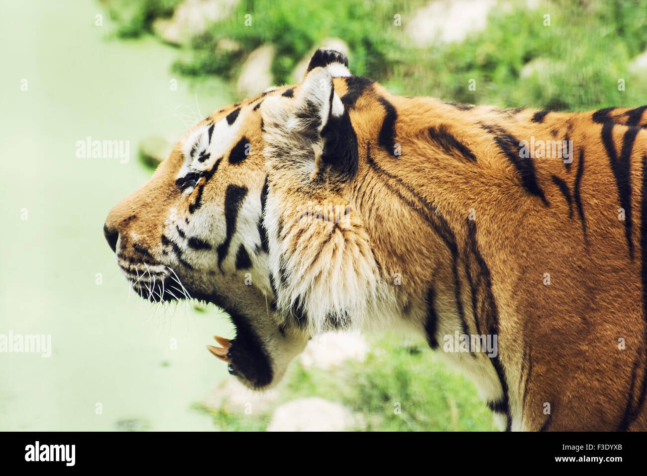 Tigre de Sibérie (Panthera tigris altaica), également connu sous le nom de l'Amur tiger, est une sous-espèce de tigre qui habitent principalement le Sikhote Alin Banque D'Images