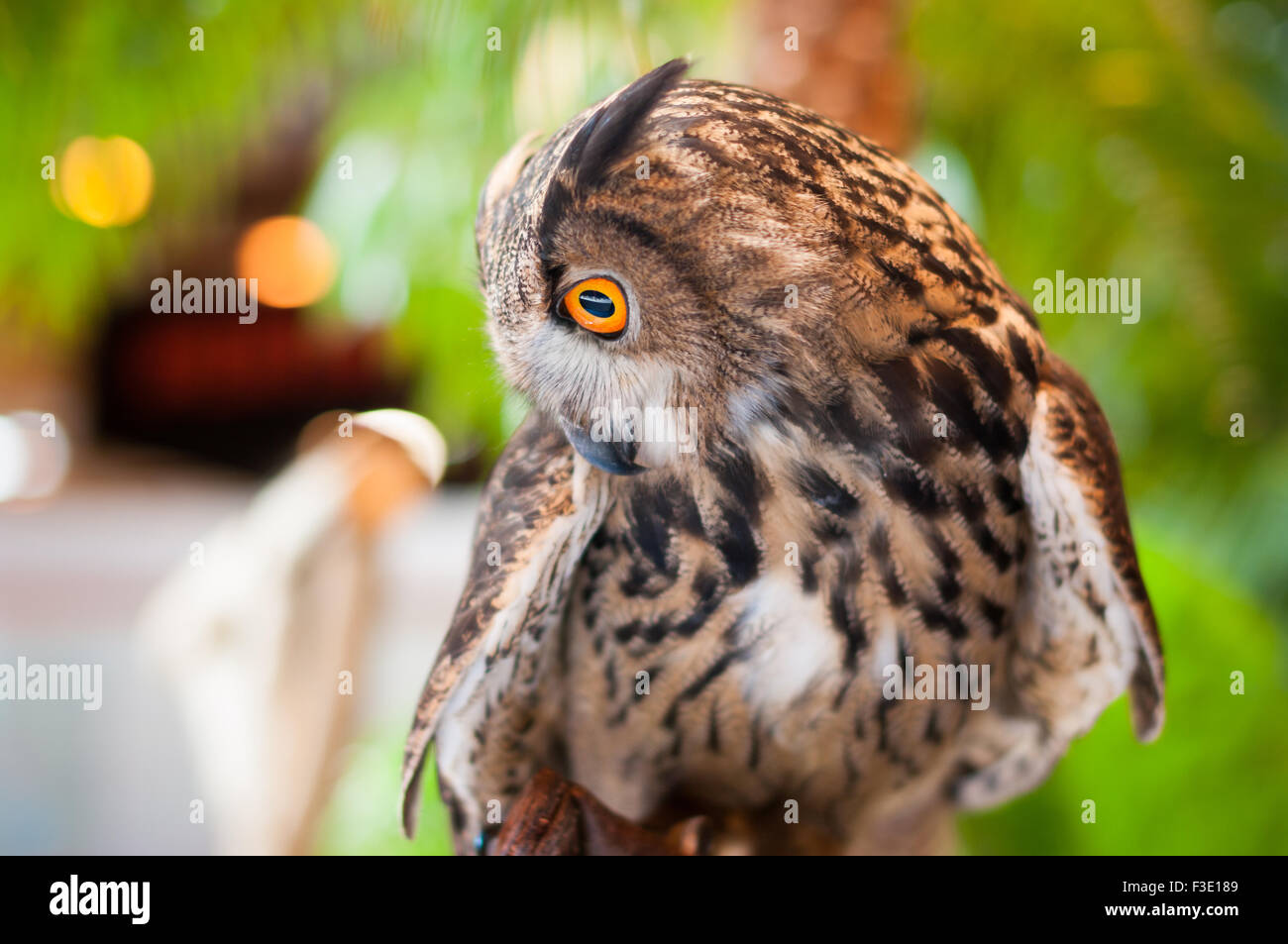 Eagle owl avec yeux orange à côté Banque D'Images