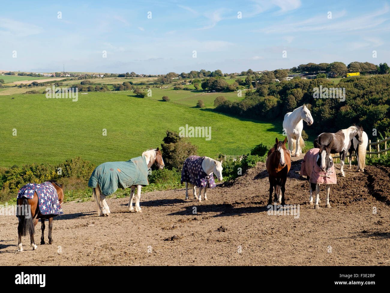 Brighton, UK - 28 Sept 2015 : chevaux écurie sur hippodrome Hill, Woodingdean / Bevendean Brighton, limites Banque D'Images