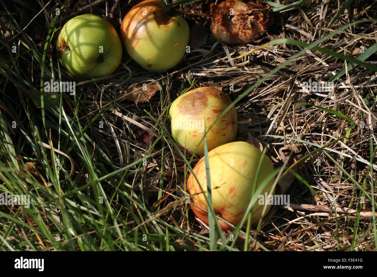 La pourriture des pommes tombées au sol. Banque D'Images