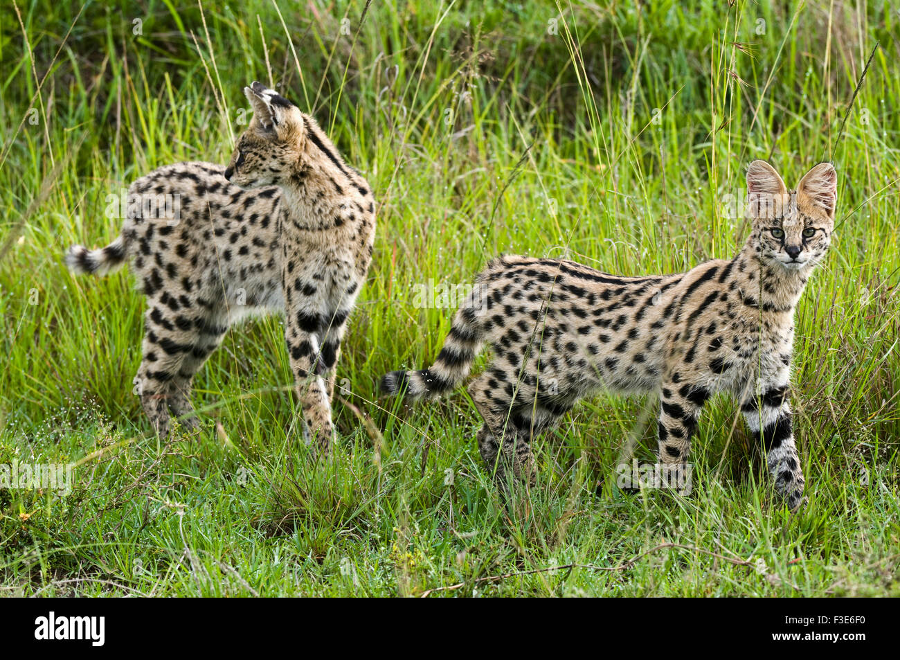 Serval chat mère et bébé plus âgé, Réserve nationale de Masai Mara, Kenya, Afrique Banque D'Images