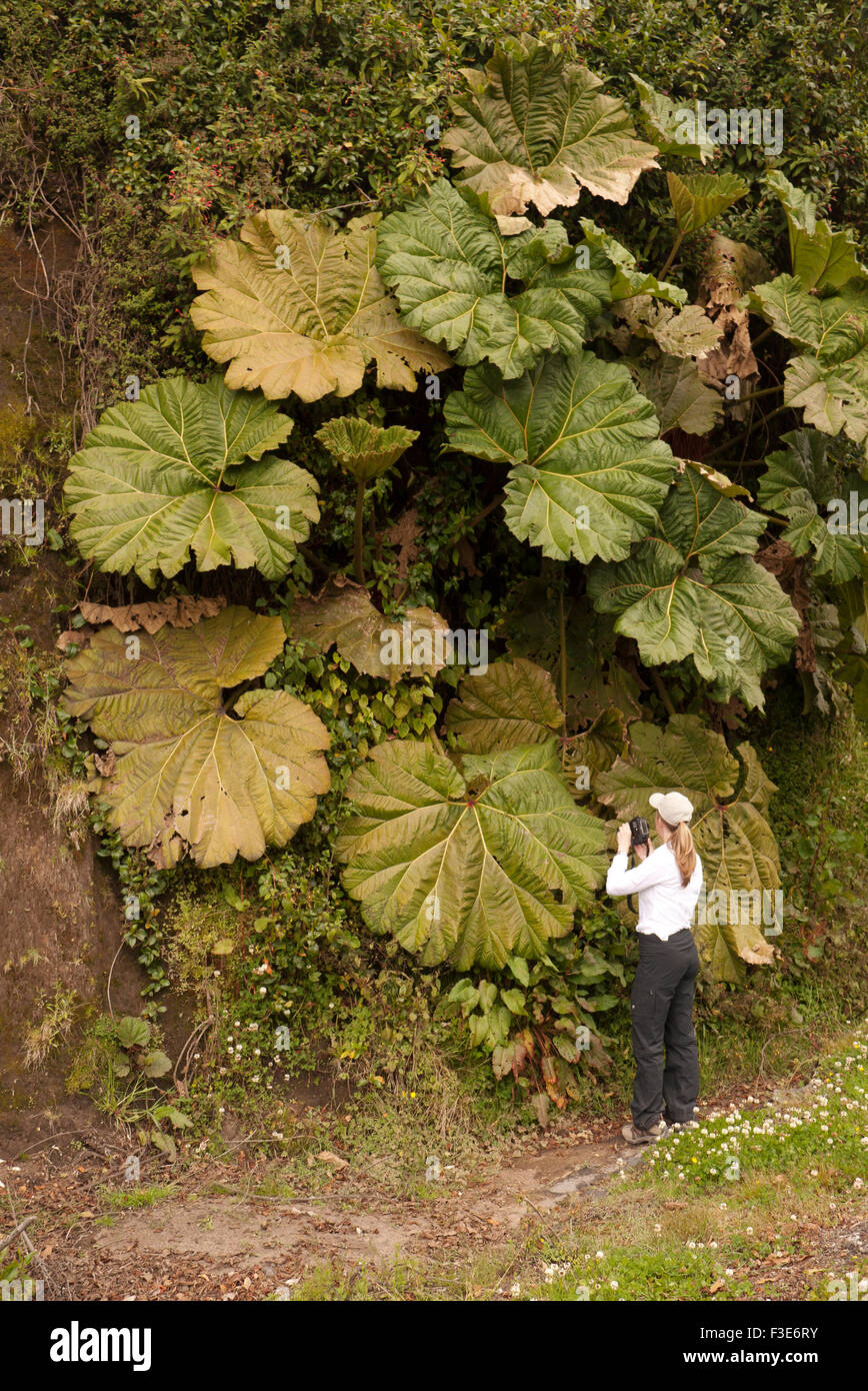 Une femme photographiant la flore luxuriante du Costa Rica. Banque D'Images