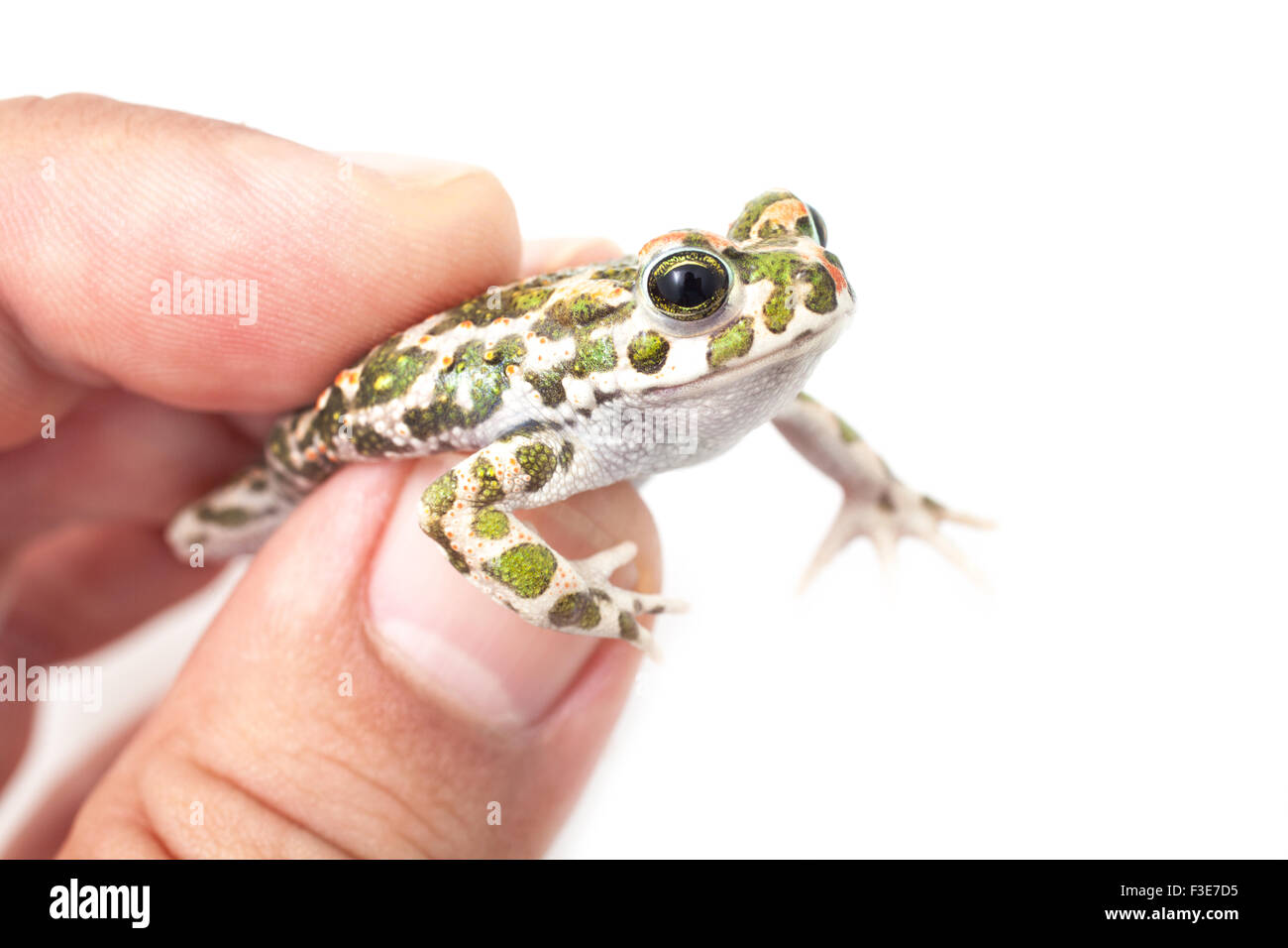 Crapaud vert européen sur une main d'homme, close-up shot Banque D'Images