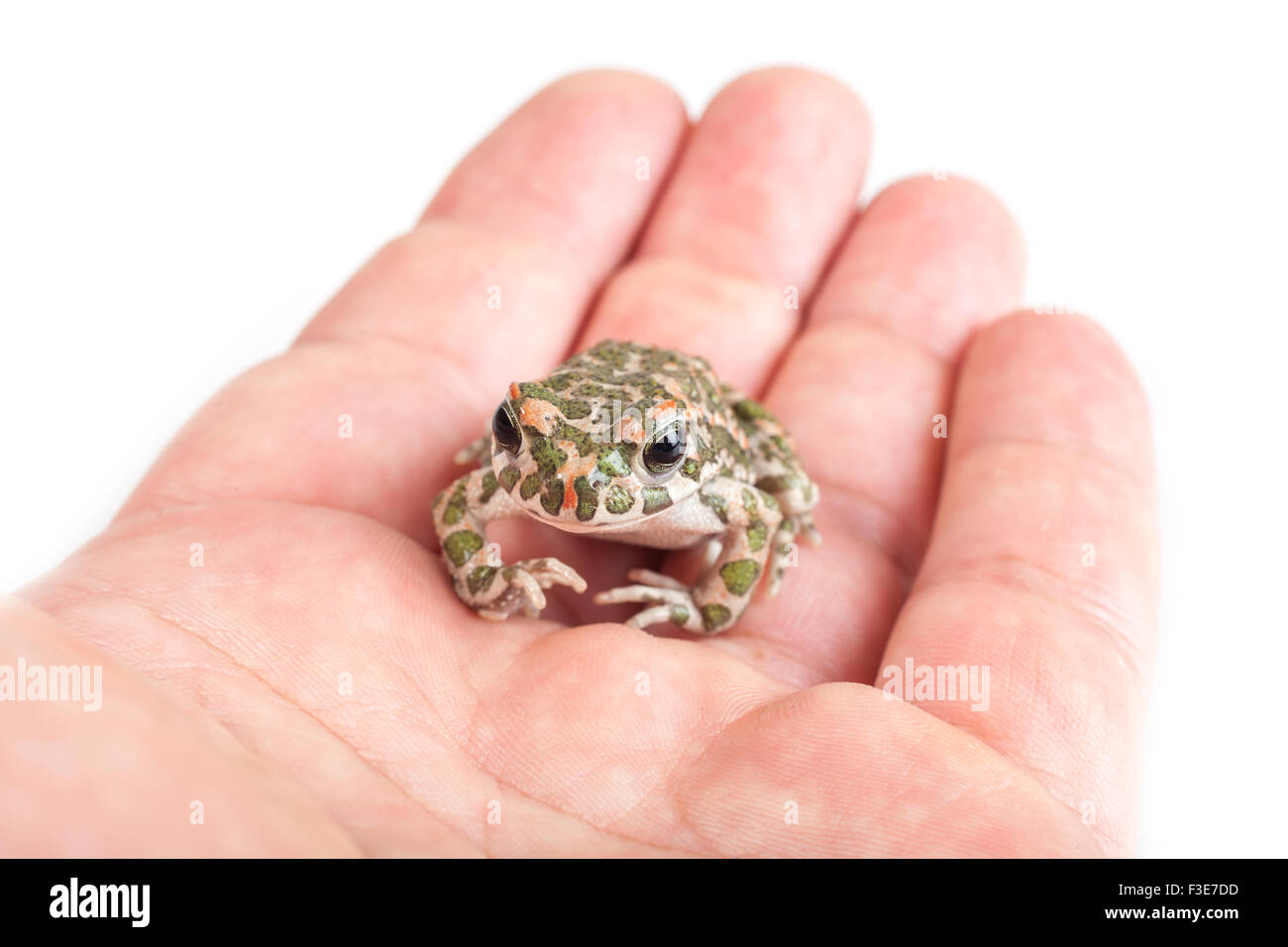 Crapaud vert européen sur une main d'homme, close-up shot Banque D'Images