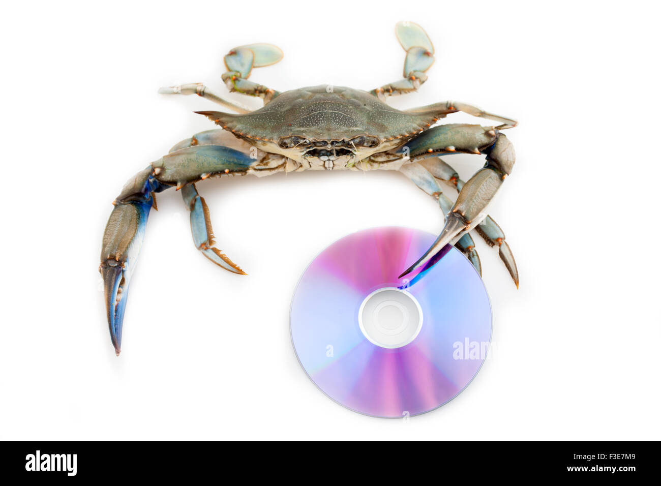 Crabe bleu tenant un disque compact Banque D'Images