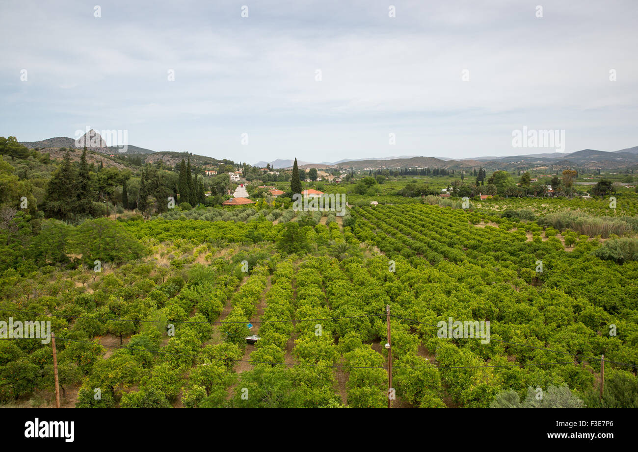 Orange Grove dans près de Tolo, Grèce Banque D'Images