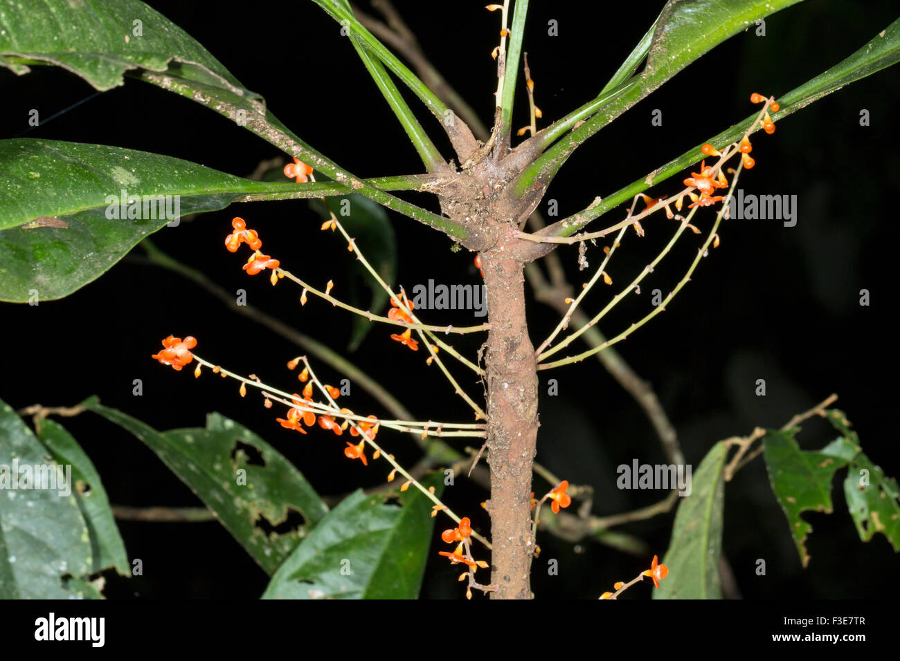 Clavija procera (Theophrastaceae). Utilisé comme un remède par la morsure de serpent Indiens Quichua en Amazonie équatorienne Banque D'Images