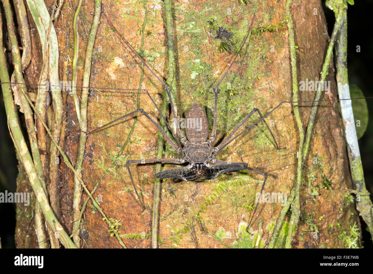 (Amblypygid whipscorpion sans queue) de manger une proie sur un tronc d'arbre de la forêt tropicale en Equateur Banque D'Images