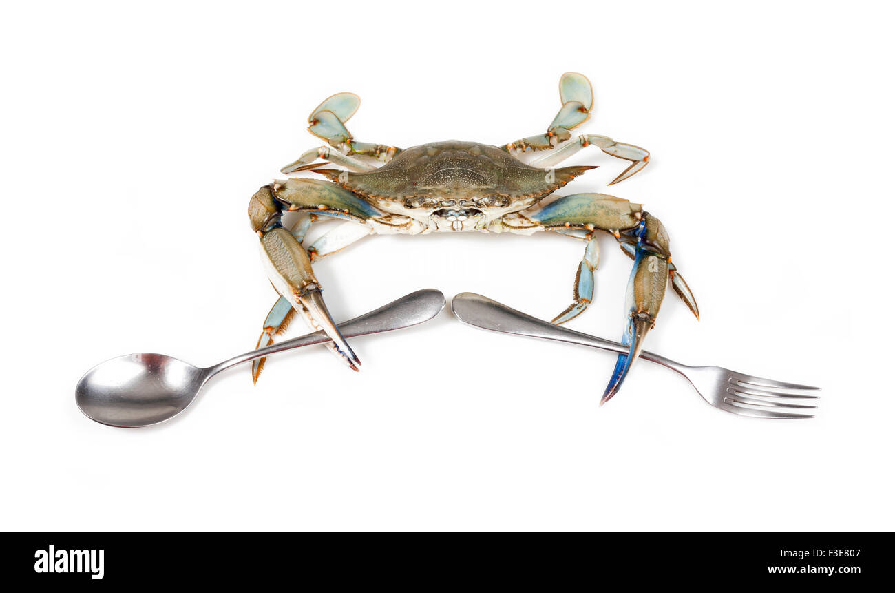 Crabe bleu sur fond blanc avec fourchette et cuillère Banque D'Images