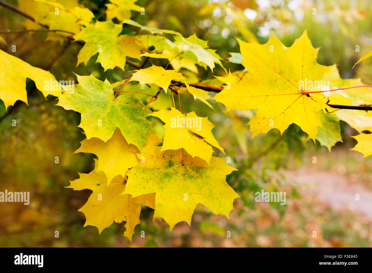 Branche avec feuilles d'érable jaune - arrière-plan horizontal Banque D'Images