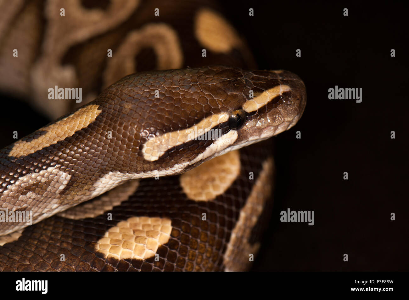 Ball Python - Python regius, isolé sur un fond noir. Banque D'Images