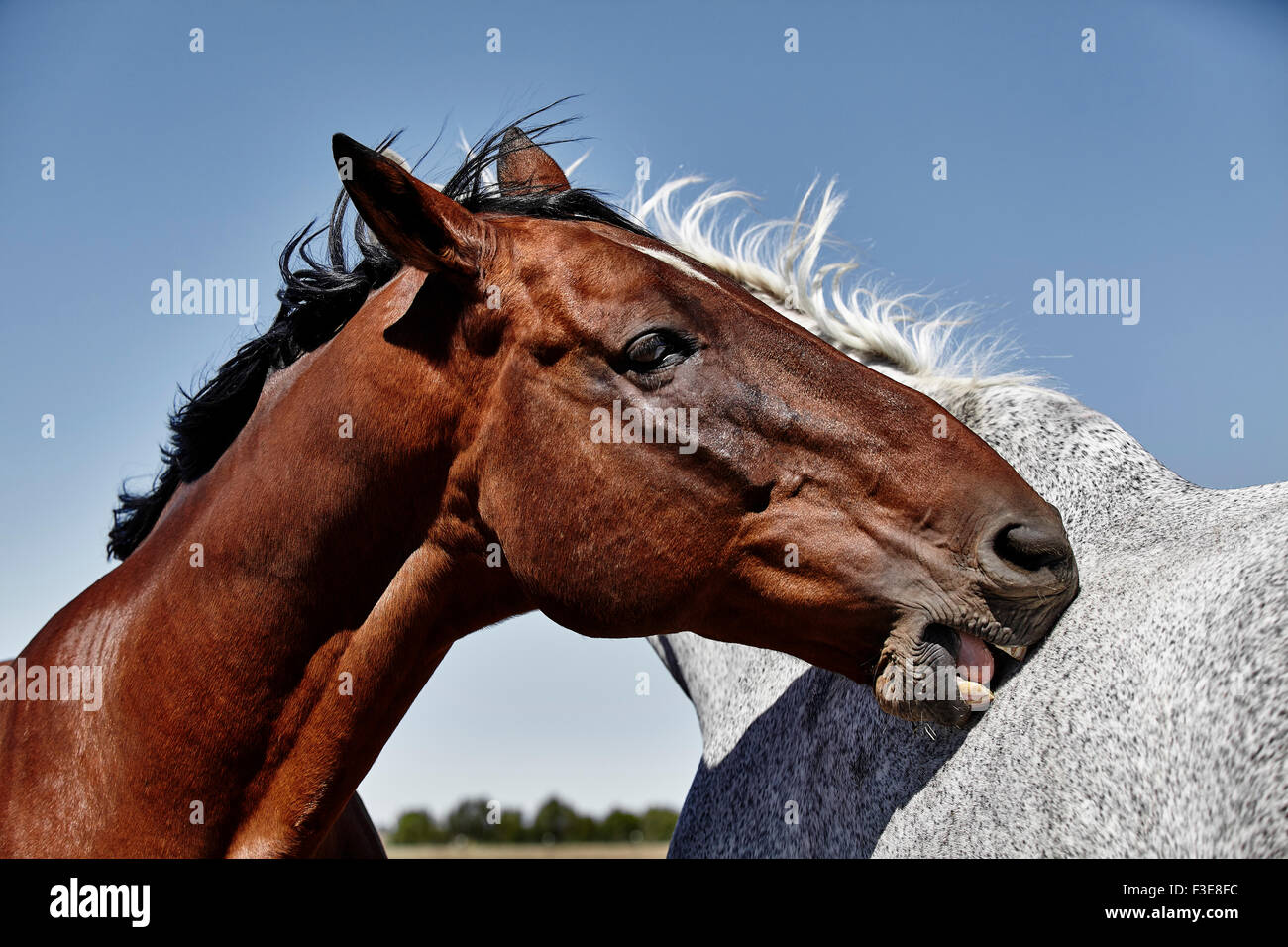 Cheval de couleur baie aux puces toilettage et mordu de couleur grise, avec des dents de cheval Banque D'Images