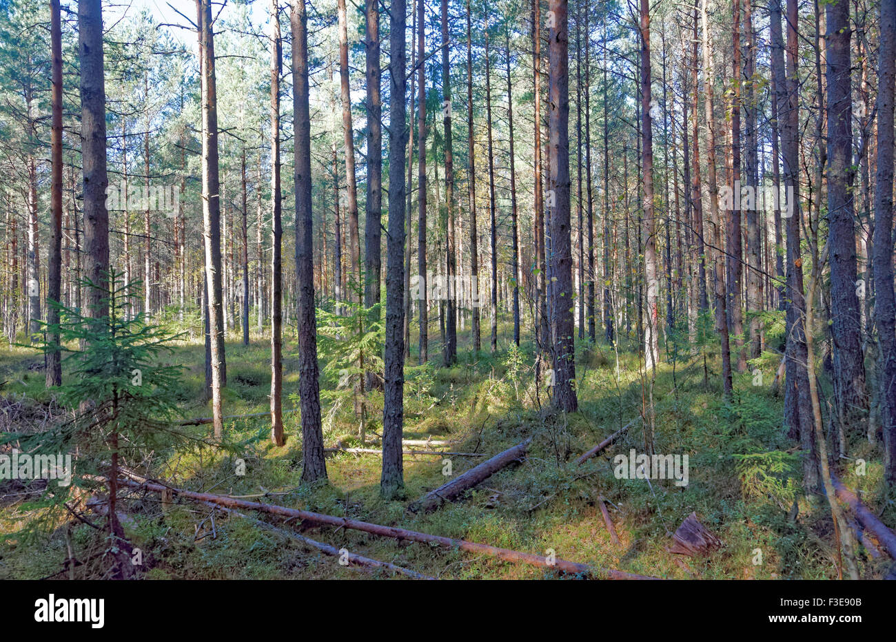 La forêt de conifères en Estonie Sothern. Banque D'Images